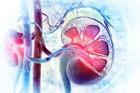 sirolimus-vs-tacrolimus-kidney-transplant-galnewa-big-0